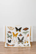 Shop Clementine Kids Butterfly Collector Quilt at Goodbuygears