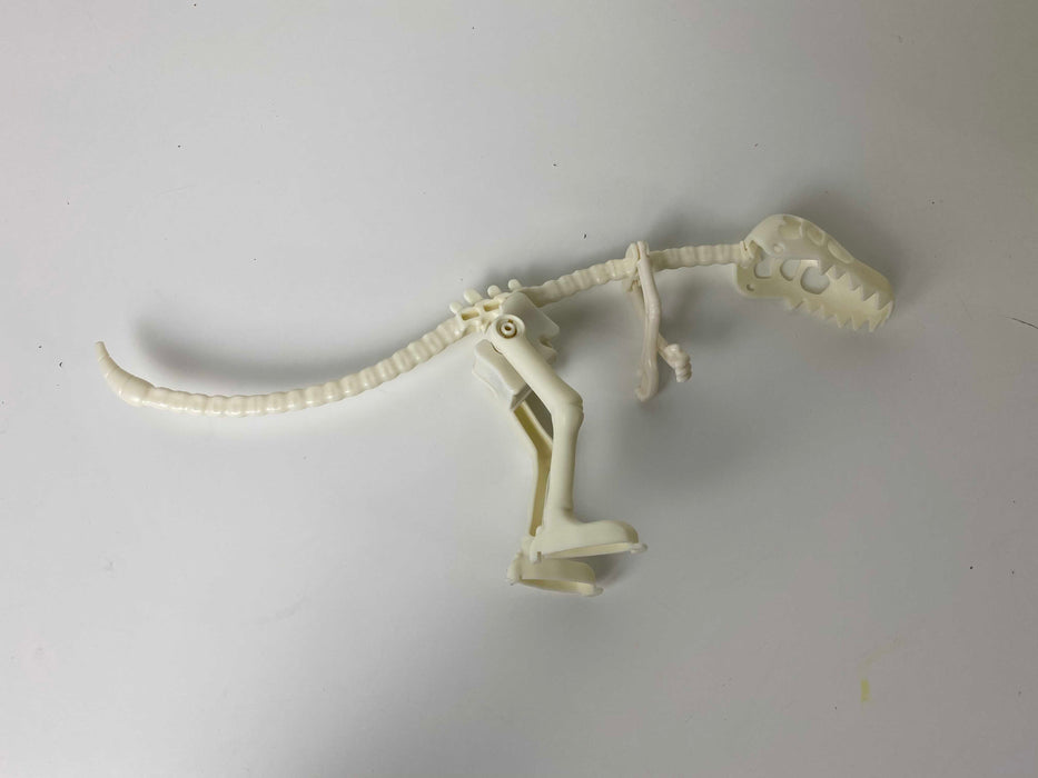 secondhand Dinosaur Skeleton